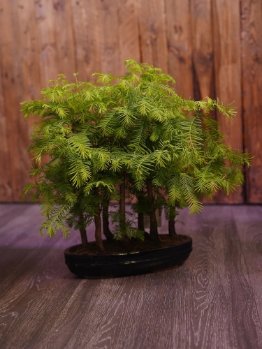 Metasekwoja chińska Bonsai