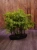 Metasekwoja chińska Bonsai