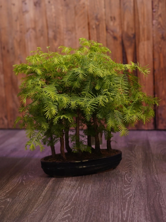 Metasekwoja chińska Bonsai