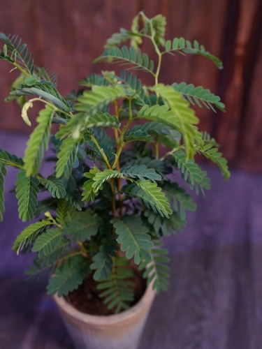 Tamarindus indica Tamaryndowiec ⌀12cm