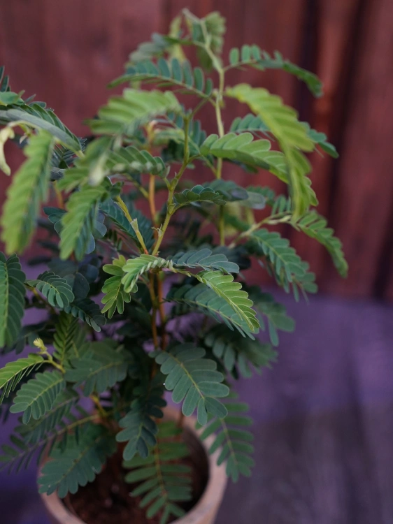 Tamarindus indica Tamaryndowiec ⌀12cm