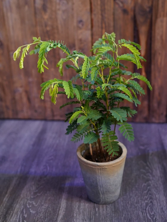 Tamarindus indica Tamaryndowiec ⌀12cm