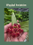 Hoya lobbii 'Red flowers' ⌀12cm