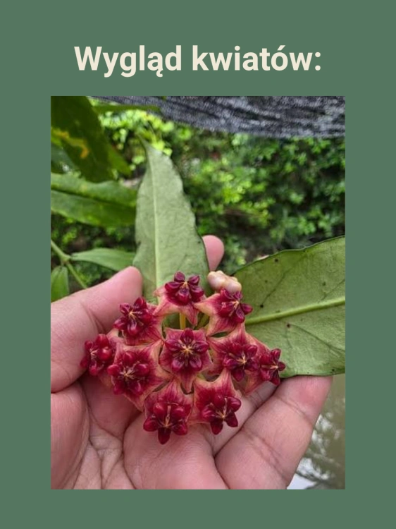 Hoya lobbii 'Red flowers' ⌀12cm