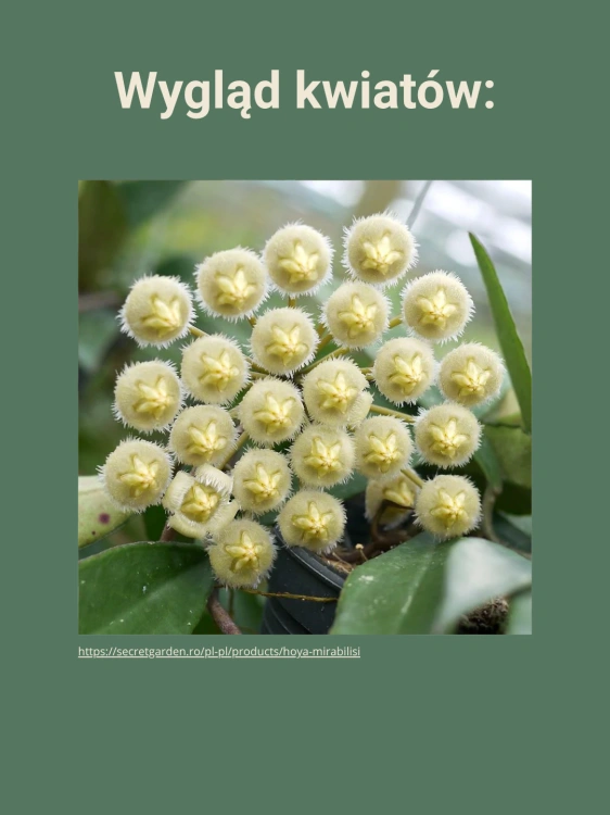 Hoya mirabilis ⌀6cm