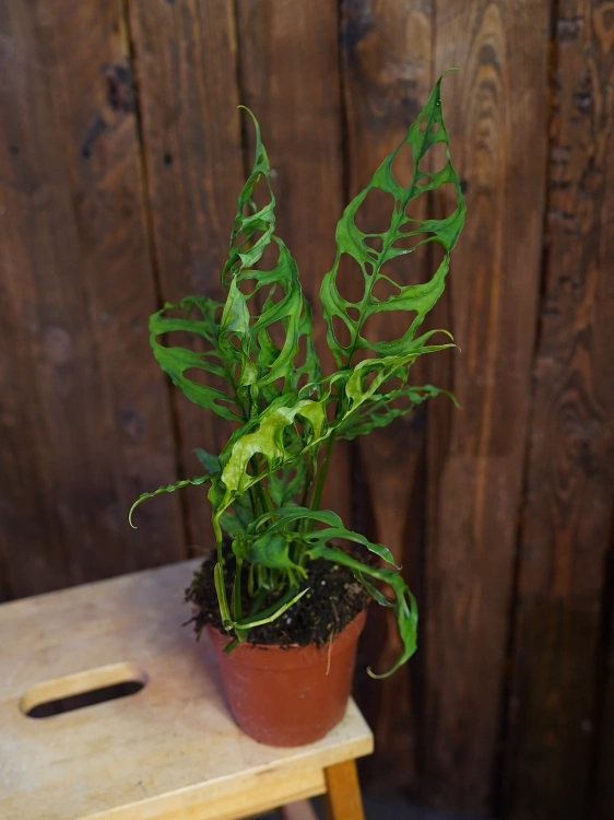 Monstera obliqua 'Peru' ⌀12cm