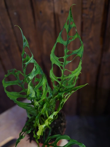 Monstera obliqua 'Peru' ⌀12cm