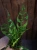 Monstera obliqua 'Peru' ⌀12cm
