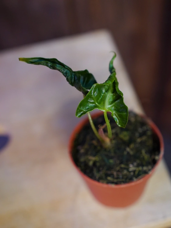Alokazja 'Loco' ⌀7cm