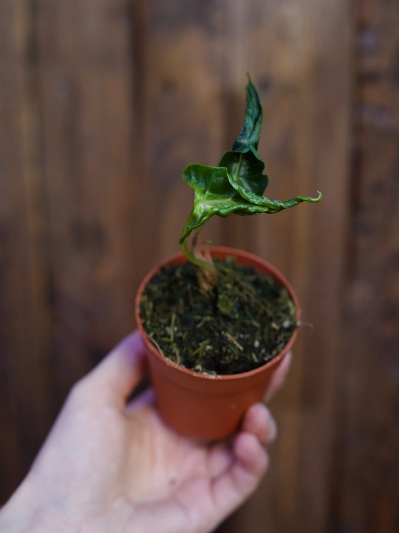 Alokazja 'Loco' ⌀7cm