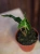 Alokazja 'Loco' ⌀7cm