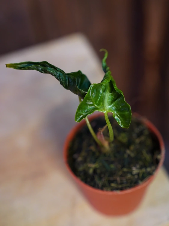 Alokazja 'Loco' ⌀7cm