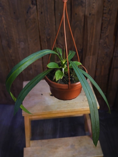 Anthurium vittariifolium ⌀14cm
