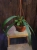 Anthurium vittariifolium ⌀14cm