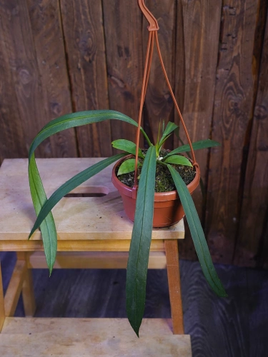 Anthurium vittariifolium ⌀14cm