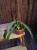 Anthurium vittariifolium ⌀14cm