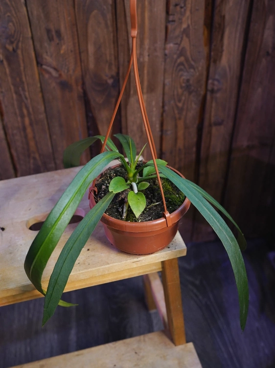 Anthurium vittariifolium ⌀14cm