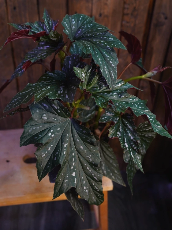 Begonia 'Aiai' ⌀17cm