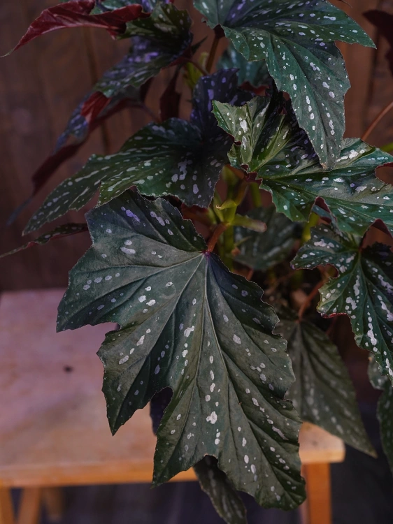 Begonia 'Aiai' ⌀17cm