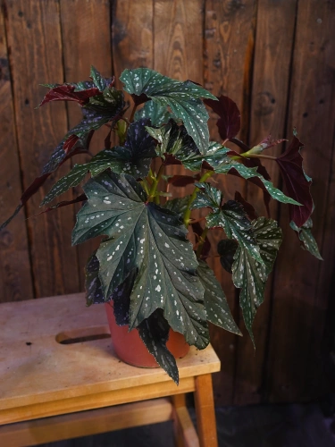 Begonia 'Aiai' ⌀17cm