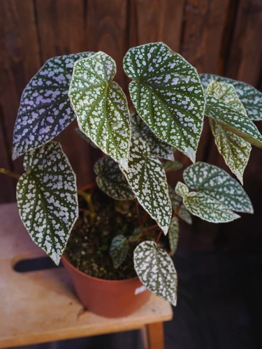 Begonia 'Snowcap' ⌀17cm