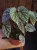 Begonia 'Snowcap' ⌀17cm