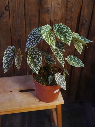 Begonia 'Snowcap' ⌀17cm