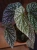 Begonia 'Snowcap' ⌀17cm