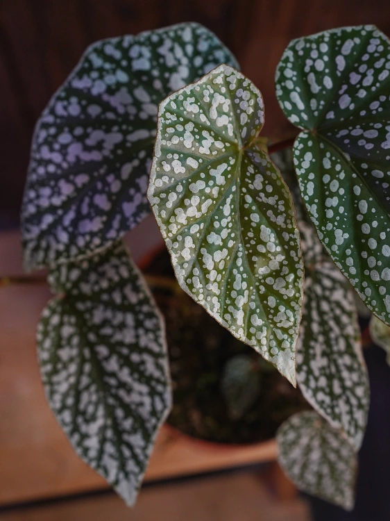 Begonia 'Snowcap' ⌀17cm