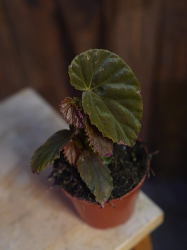Begonia 'Black Blood' ⌀8cm