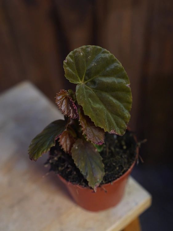 Begonia 'Black Blood' ⌀8cm