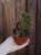 Begonia 'Black Blood' ⌀8cm