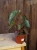 Begonia amphioxus x malachosticta ⌀8cm
