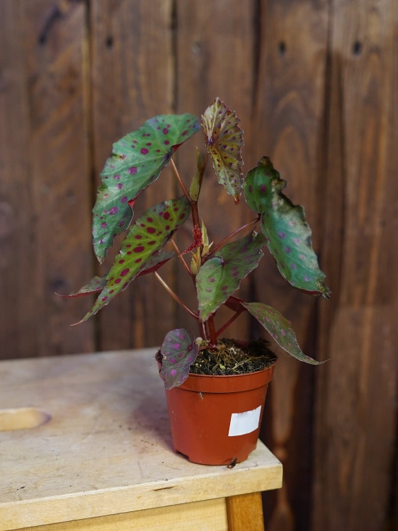 Begonia amphioxus x malachosticta ⌀8cm