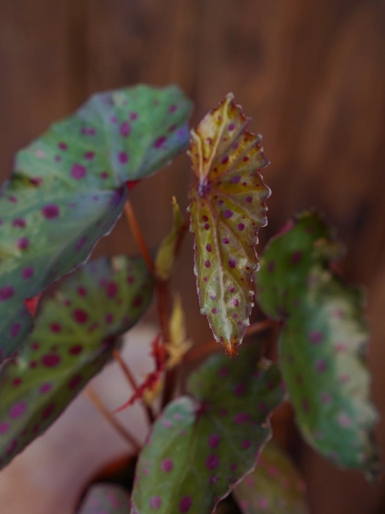 Begonia amphioxus x malachosticta ⌀8cm