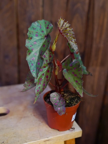 Begonia amphioxus x malachosticta ⌀8cm