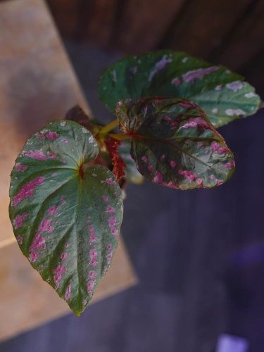 Begonia brevirimosa ⌀8cm