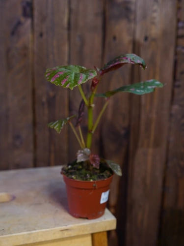 Begonia brevirimosa ⌀8cm