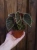 Begonia darthvaderiana 'Green Spots' ⌀8cm