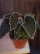 Begonia darthvaderiana 'Green Spots' ⌀8cm
