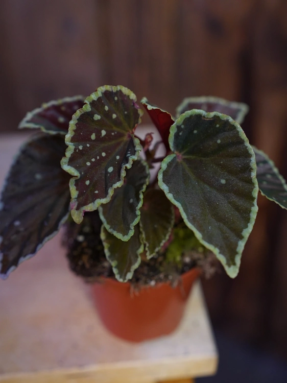 Begonia darthvaderiana 'Green Spots' ⌀8cm