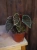 Begonia darthvaderiana 'Green Spots' ⌀8cm