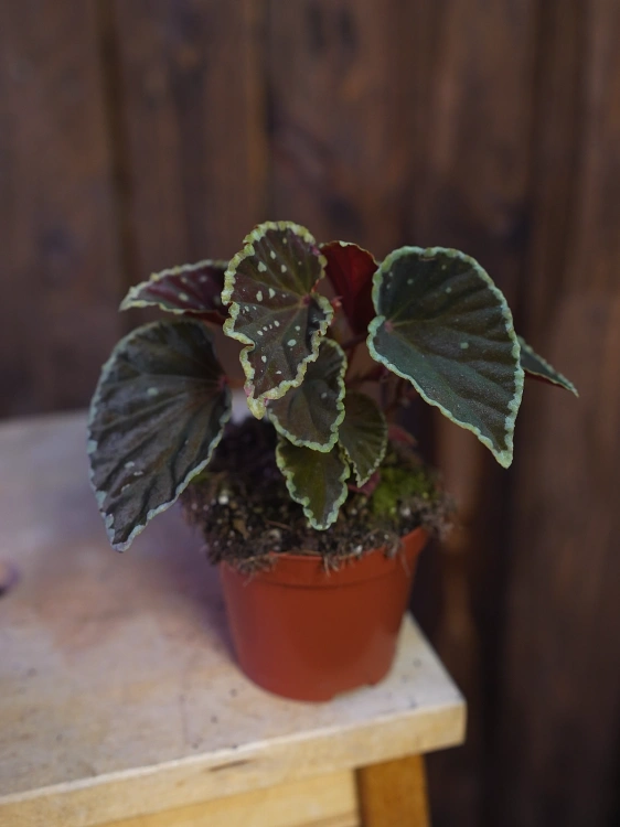 Begonia darthvaderiana 'Green Spots' ⌀8cm