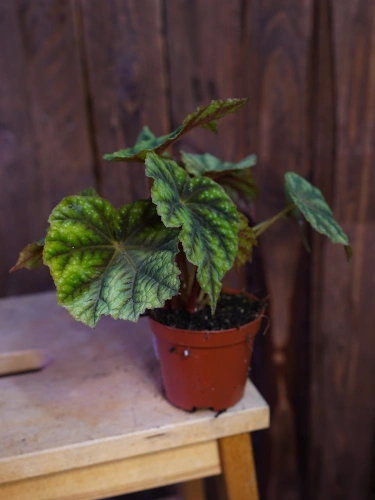 Begonia pseudoedulis 'Shiwanshan' ⌀8cm