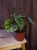 Begonia pseudoedulis 'Shiwanshan' ⌀8cm