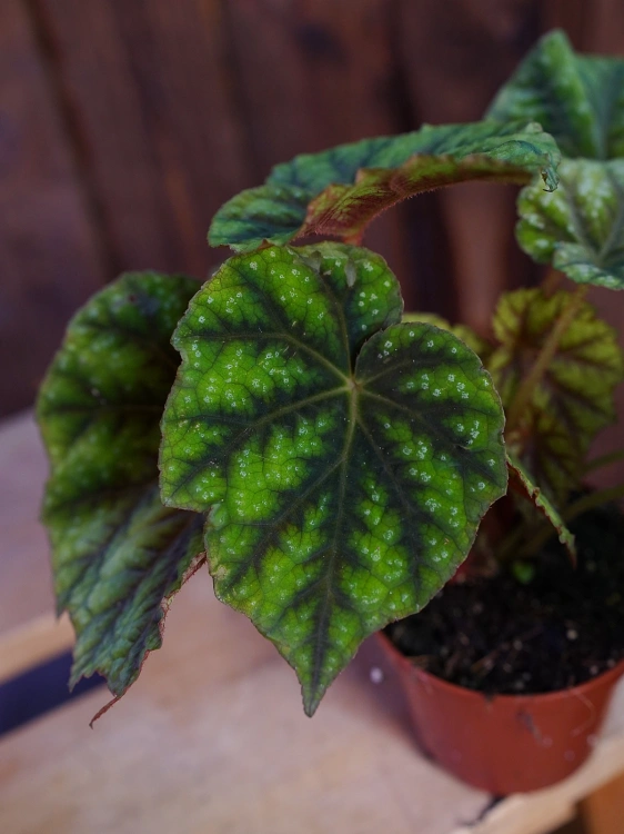 Begonia pseudoedulis 'Shiwanshan' ⌀8cm