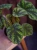 Begonia pseudoedulis 'Shiwanshan' ⌀8cm