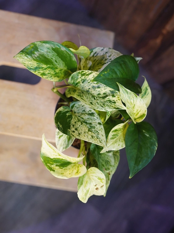 Epipremnum 'Snow Leopard' ⌀12cm
