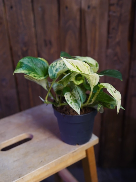 Epipremnum 'Snow Leopard' ⌀12cm