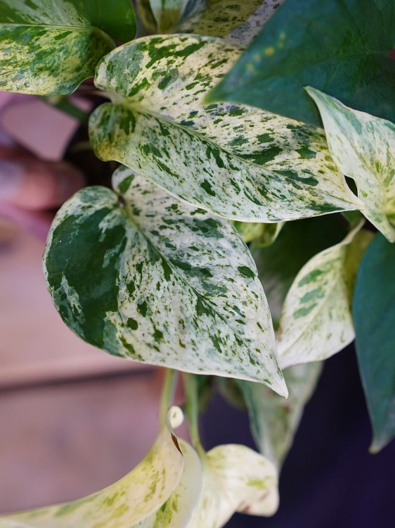 Epipremnum 'Snow Leopard' ⌀12cm